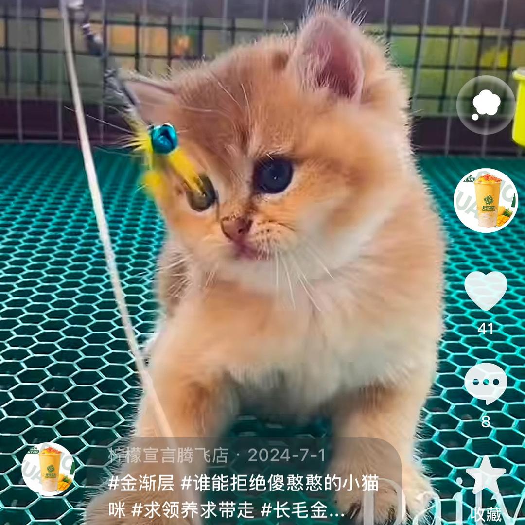 谷德猫昵