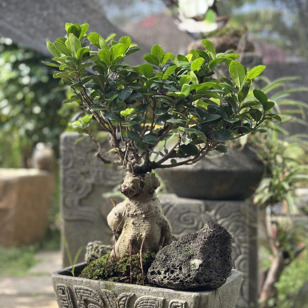 绿植草花盆