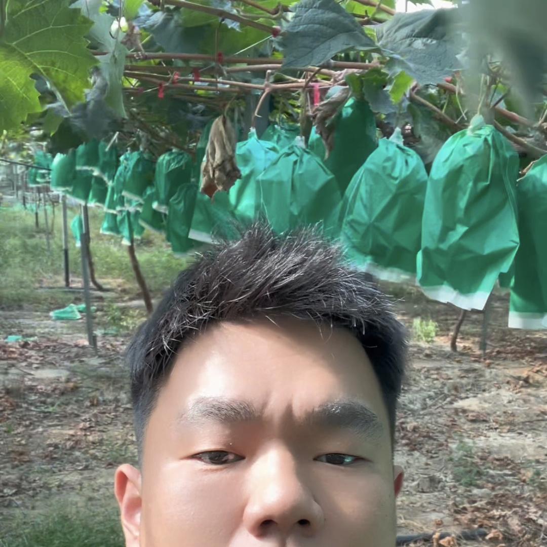 绿狼葡萄疏花器