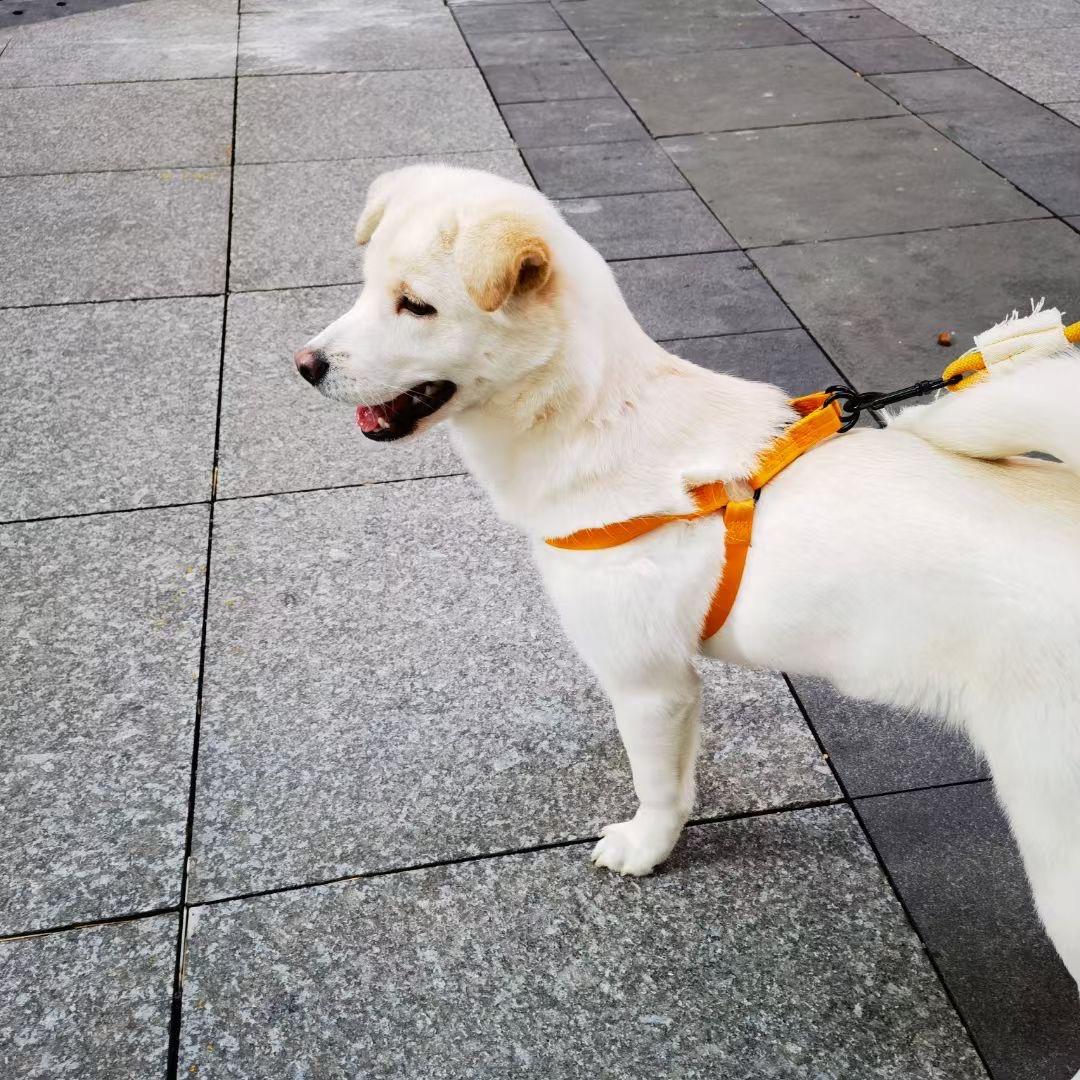 王摆摆