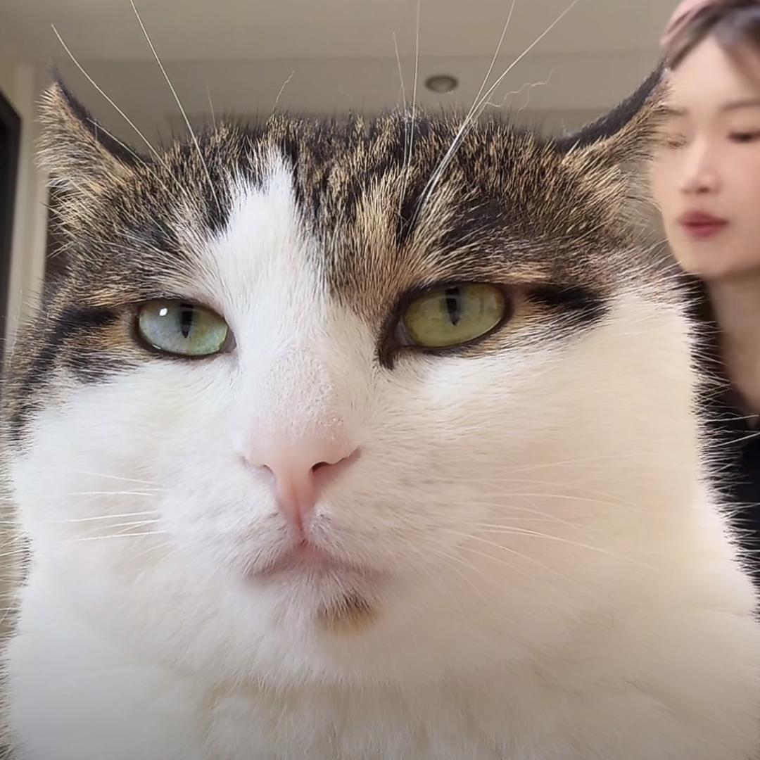鱼不吃猫