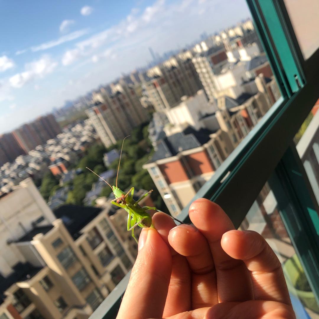 德宏人在浦东外环