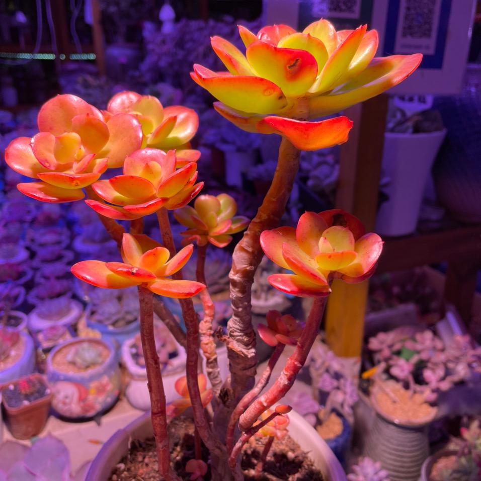 郑州精品多肉丽姐