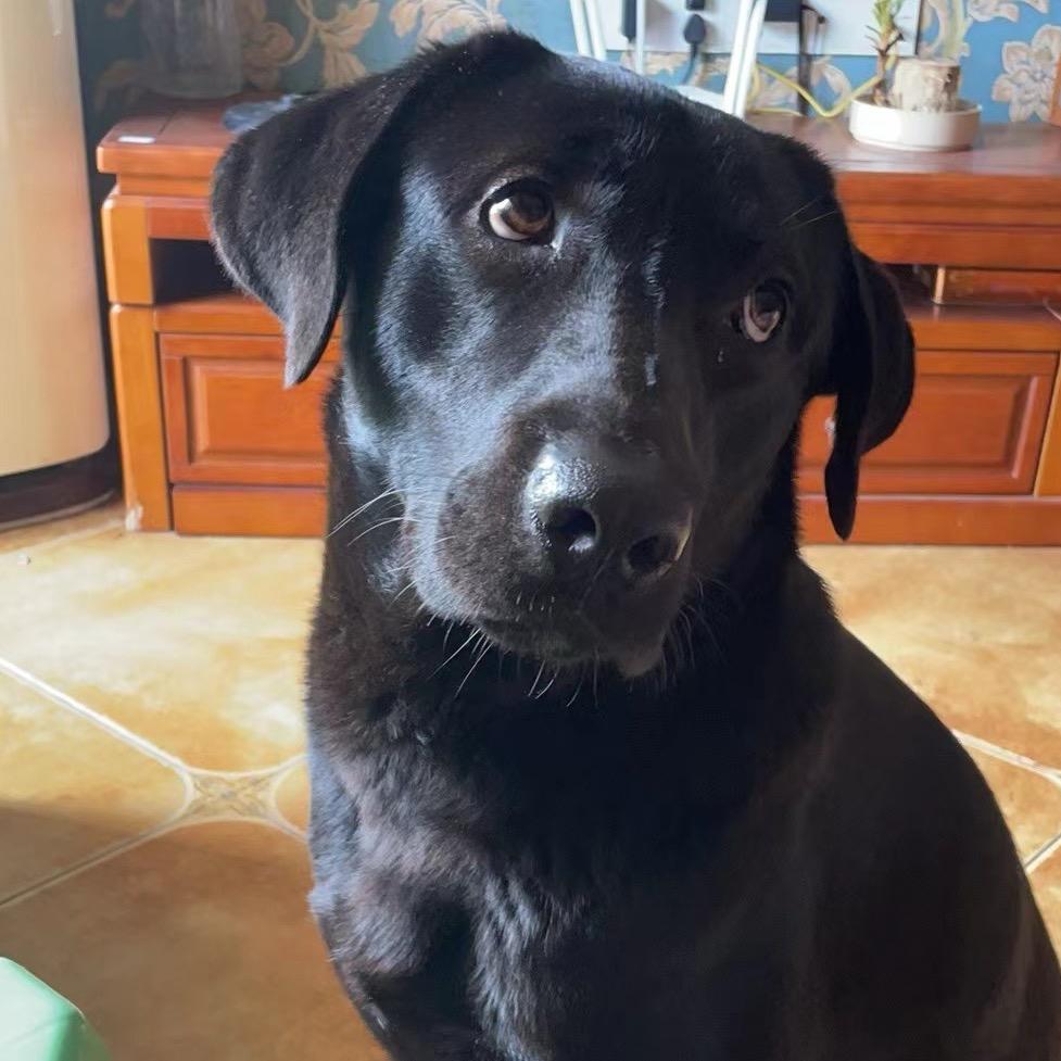 Lemon King