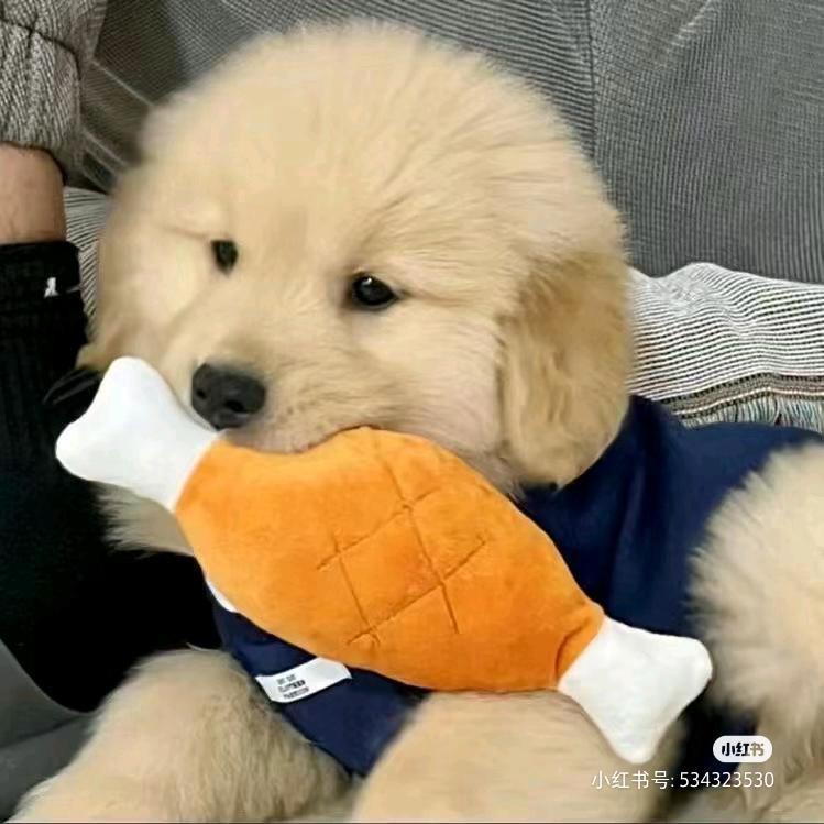 WL小王