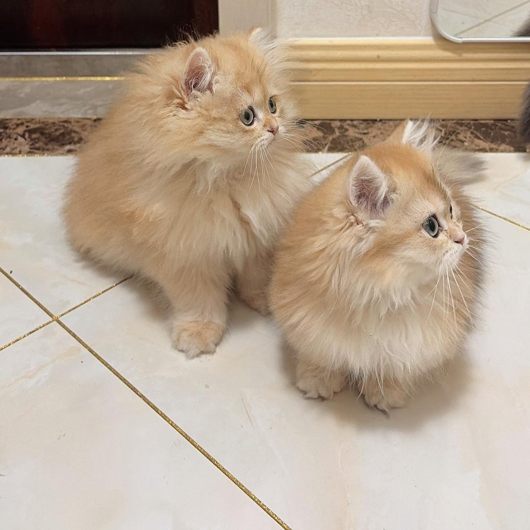 💗心跳在說謊³⁷👀 ˋˏᰔᩚˎˊ