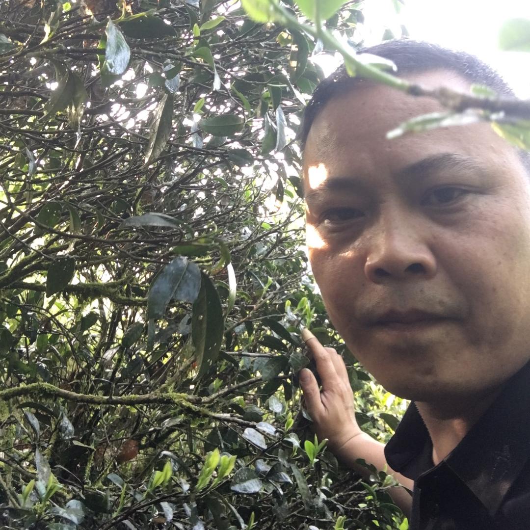 清之农茶叶-高罗霞光贝壳民宿