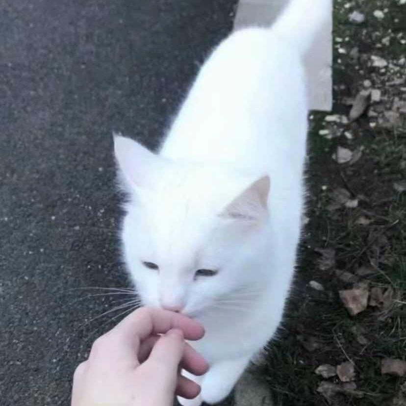 小杳