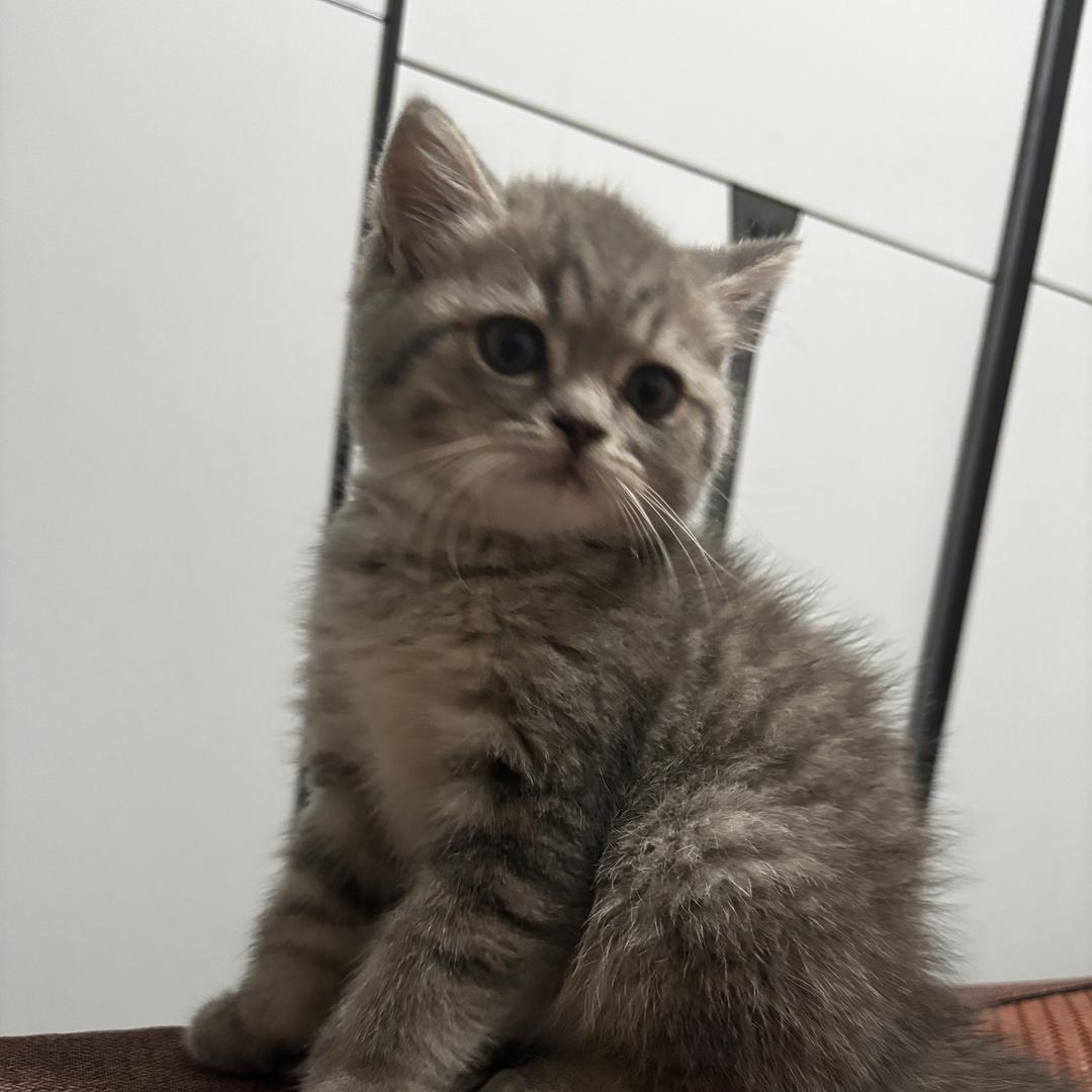 🐈