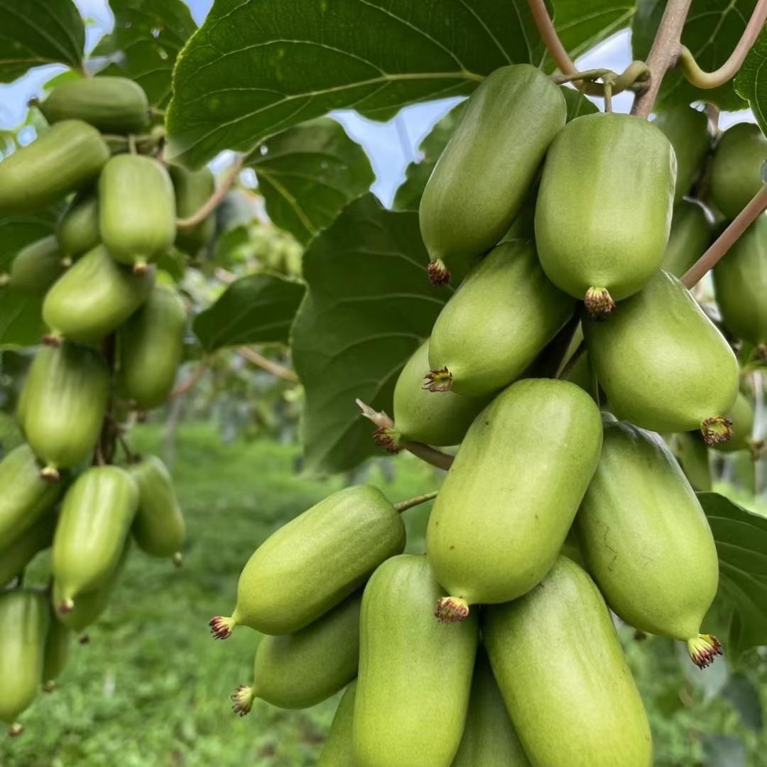 品睿生鲜-老妹儿大樱桃