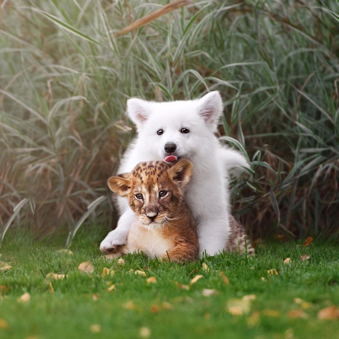 阿弥萌萌哒🔥@抖音