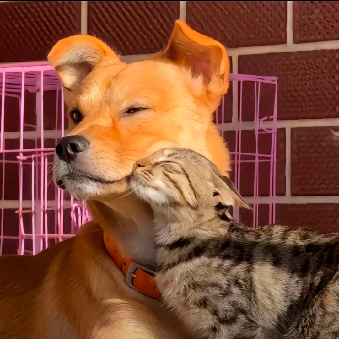 长矛沾shi戳谁谁si