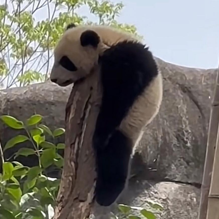 🎈 自挂东南枝