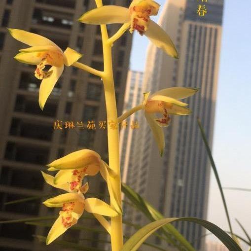 花木兰花卉