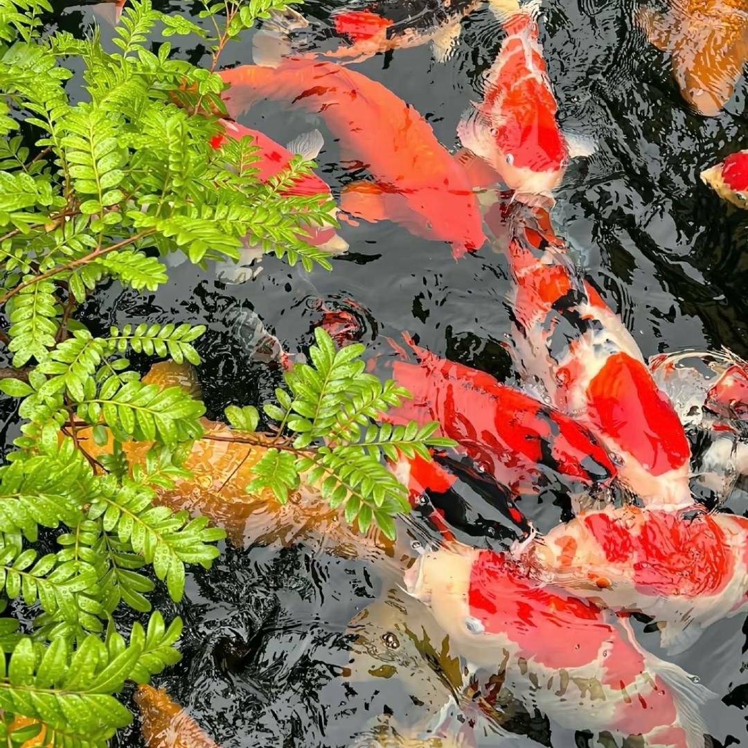 新水族人