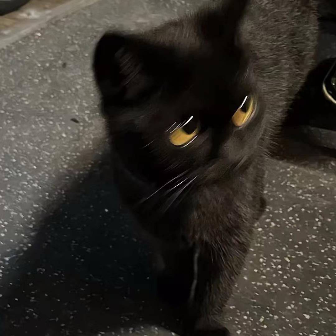 国家一级抬杠运动员