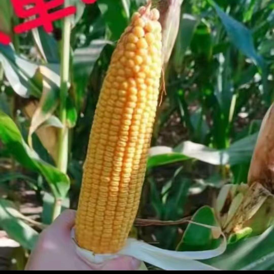 瑞丰农业12