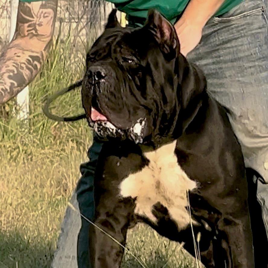 华哥猛犬护卫