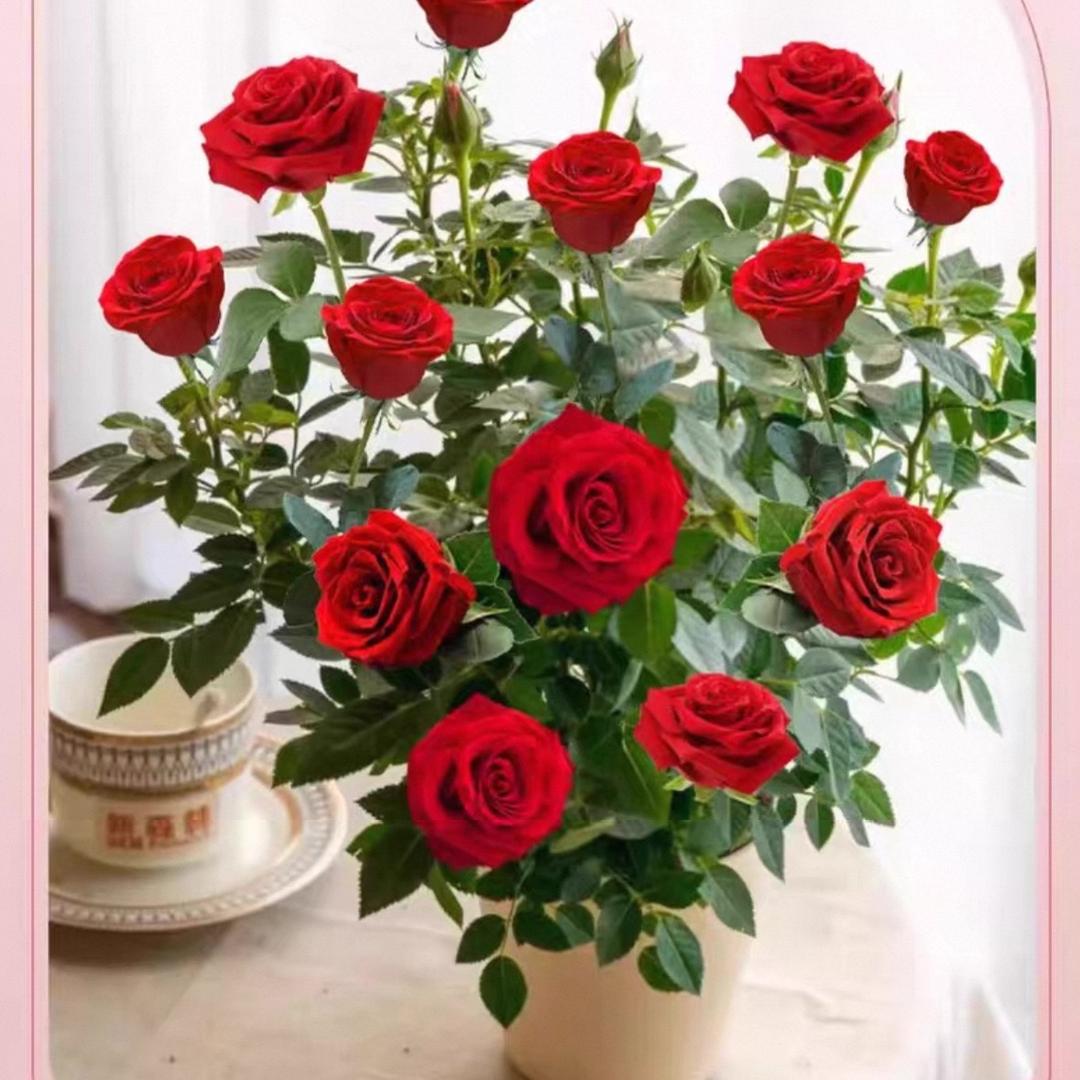 余生🌹随心🍎