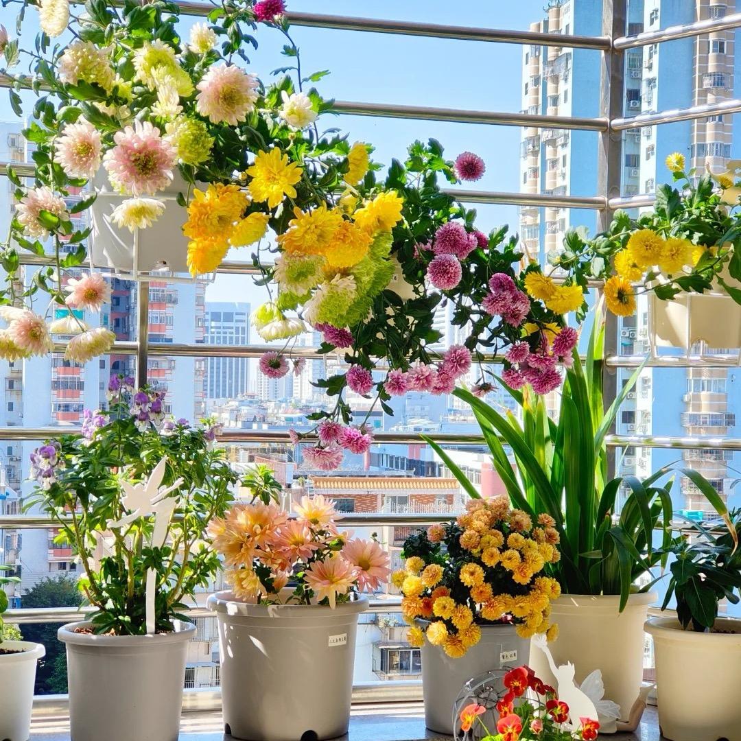 田田的花田