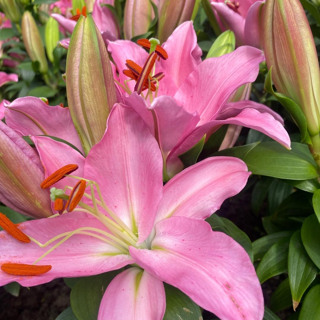 平安@顺意@柿柿成