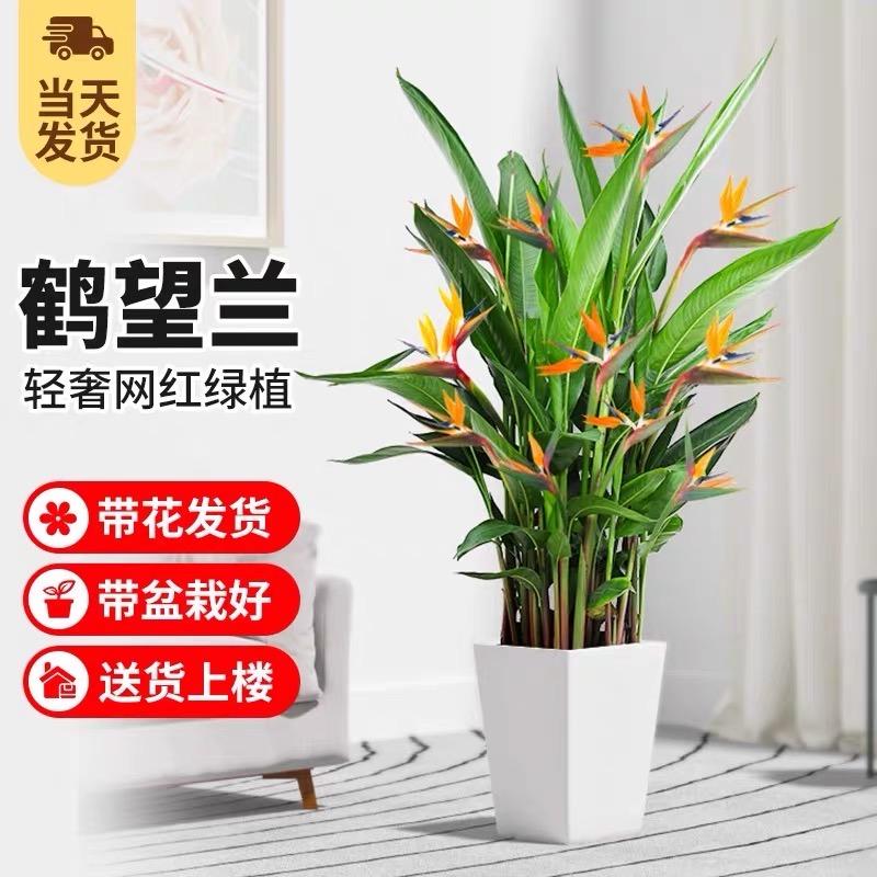 四季绿植园艺