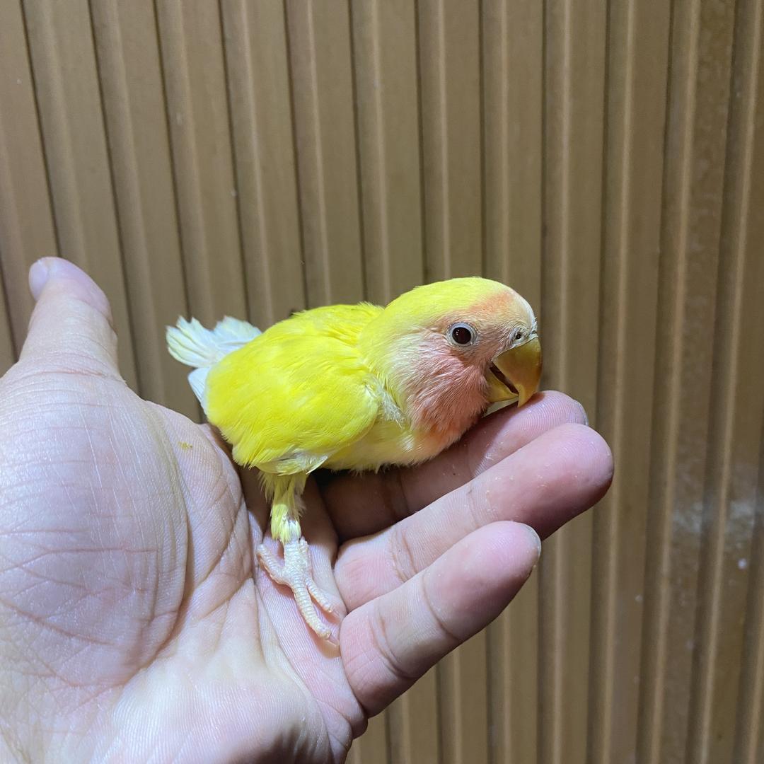 福仔宠物精选铺子