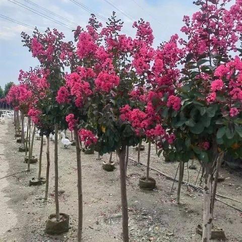 琪瑞苗木花卉