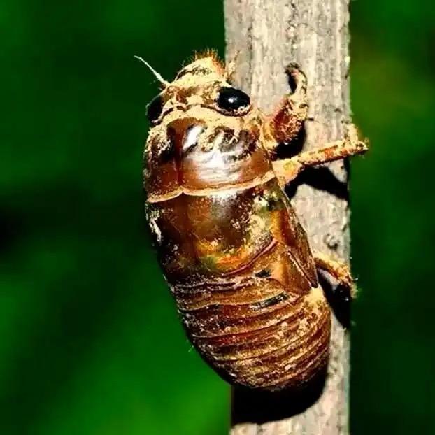 点点牛金禅甄选