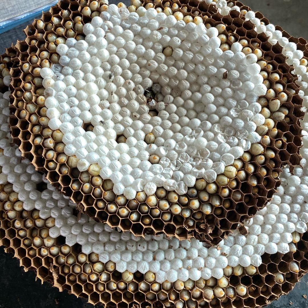 @渝百万野生蜂蛹批发4店