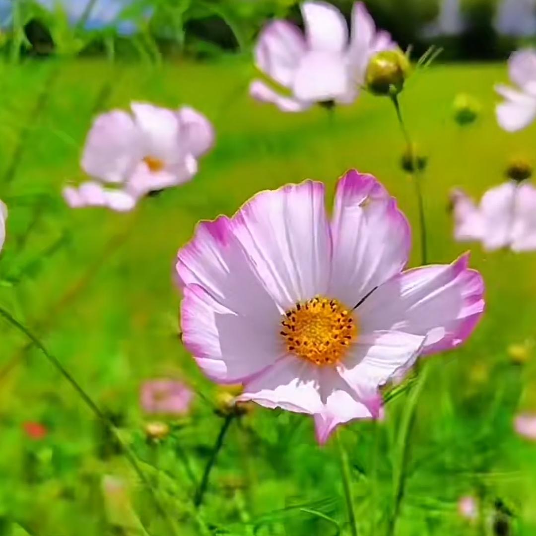 萩渁🌻🌱