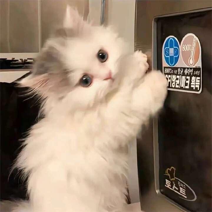 小猫不吃鱼