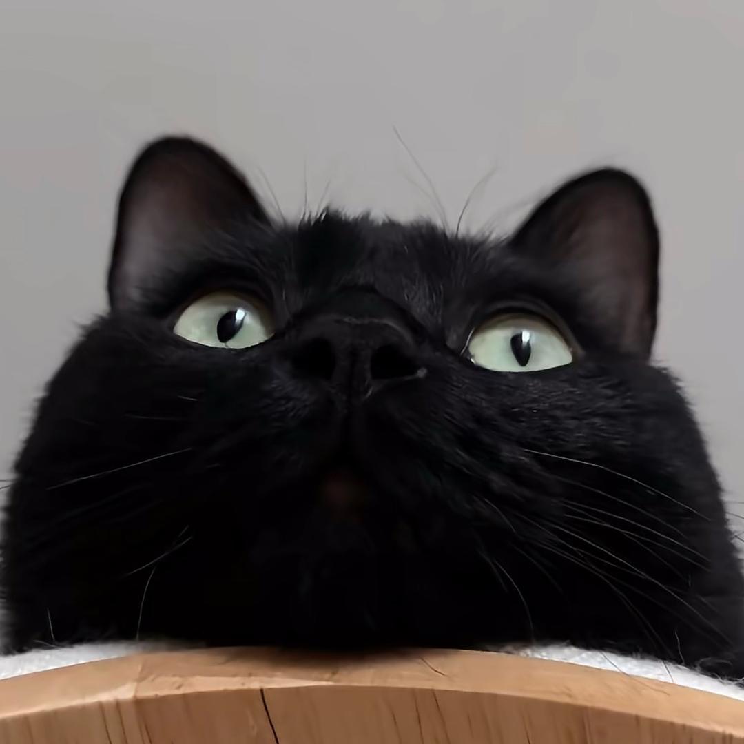 墨墨🐈‍⬛