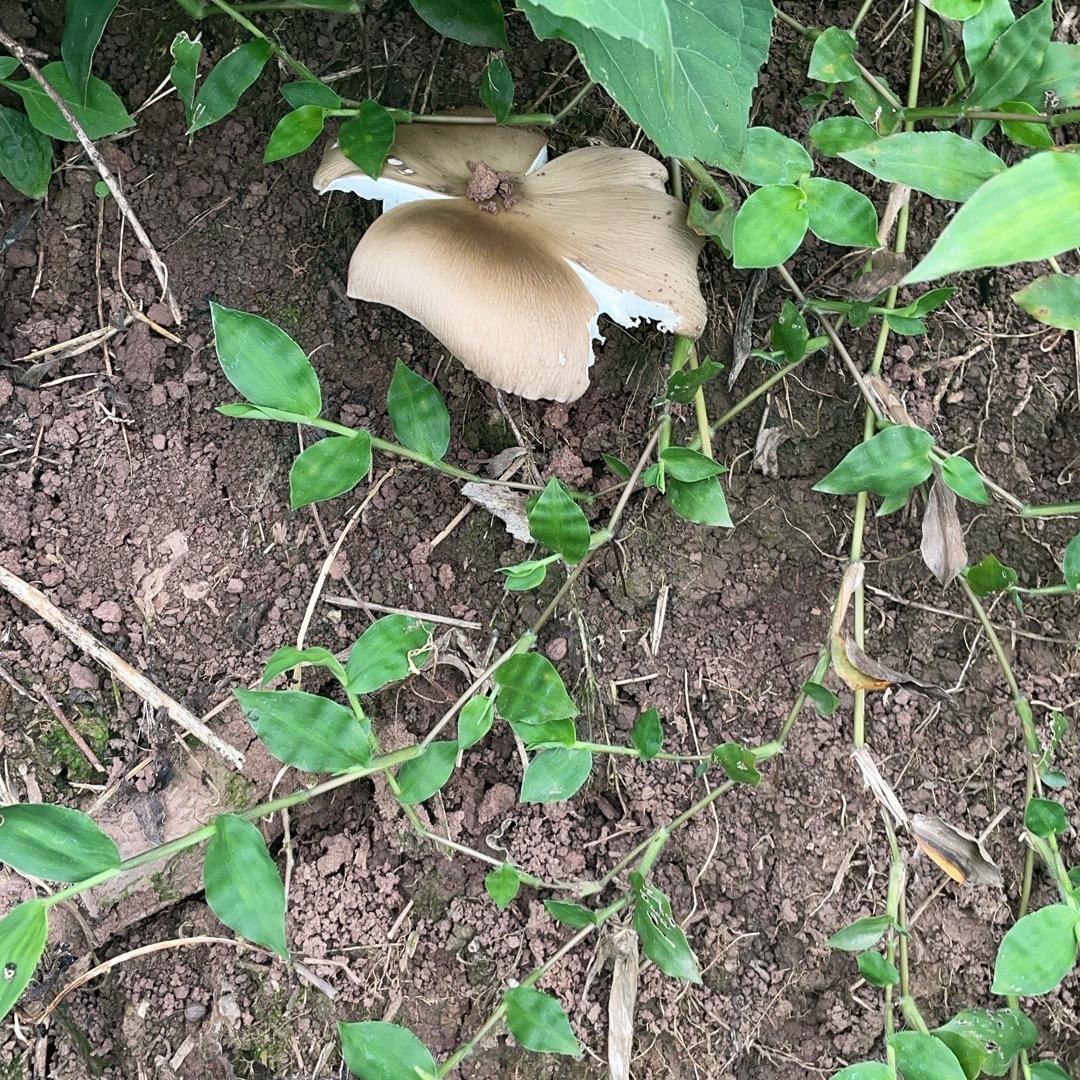 🎣🌰🥜🏊🏿‍♀️🚖🛏️