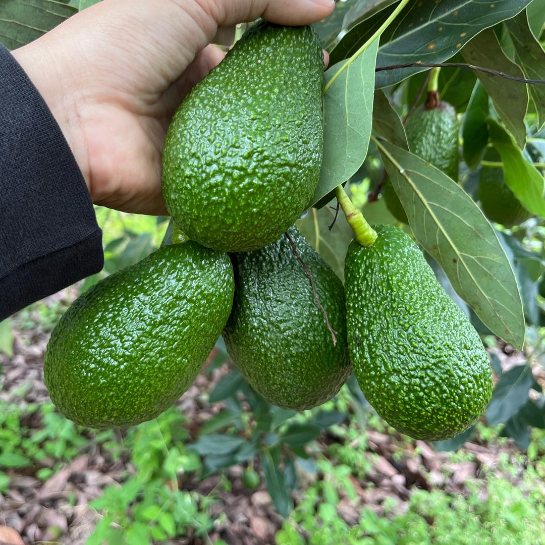 孟连原乡农副产品精选店