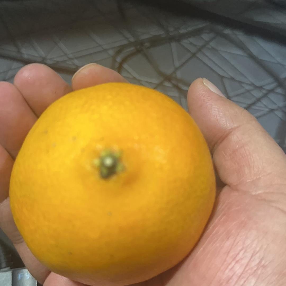 我是芝麻、