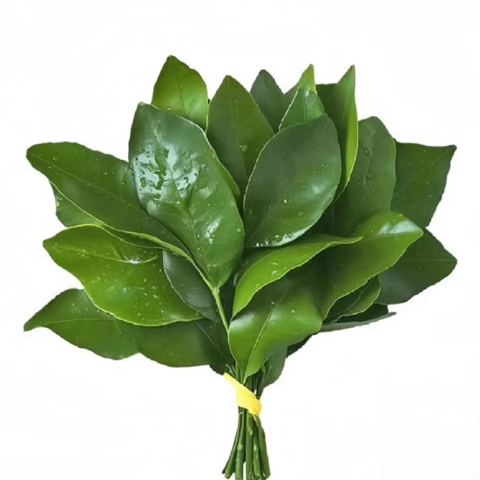 小蝴蝶没有脚