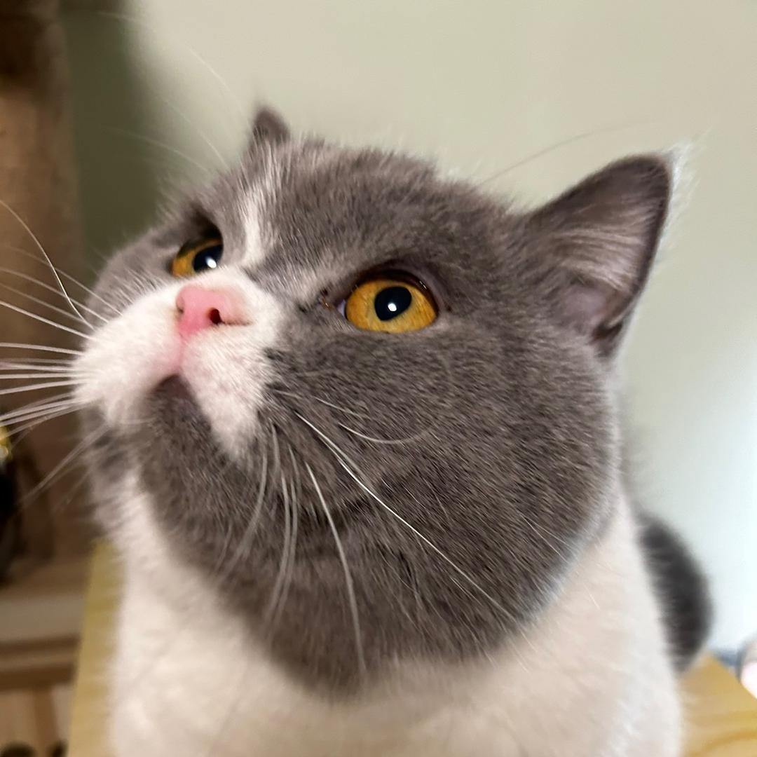 大肥猫的故事