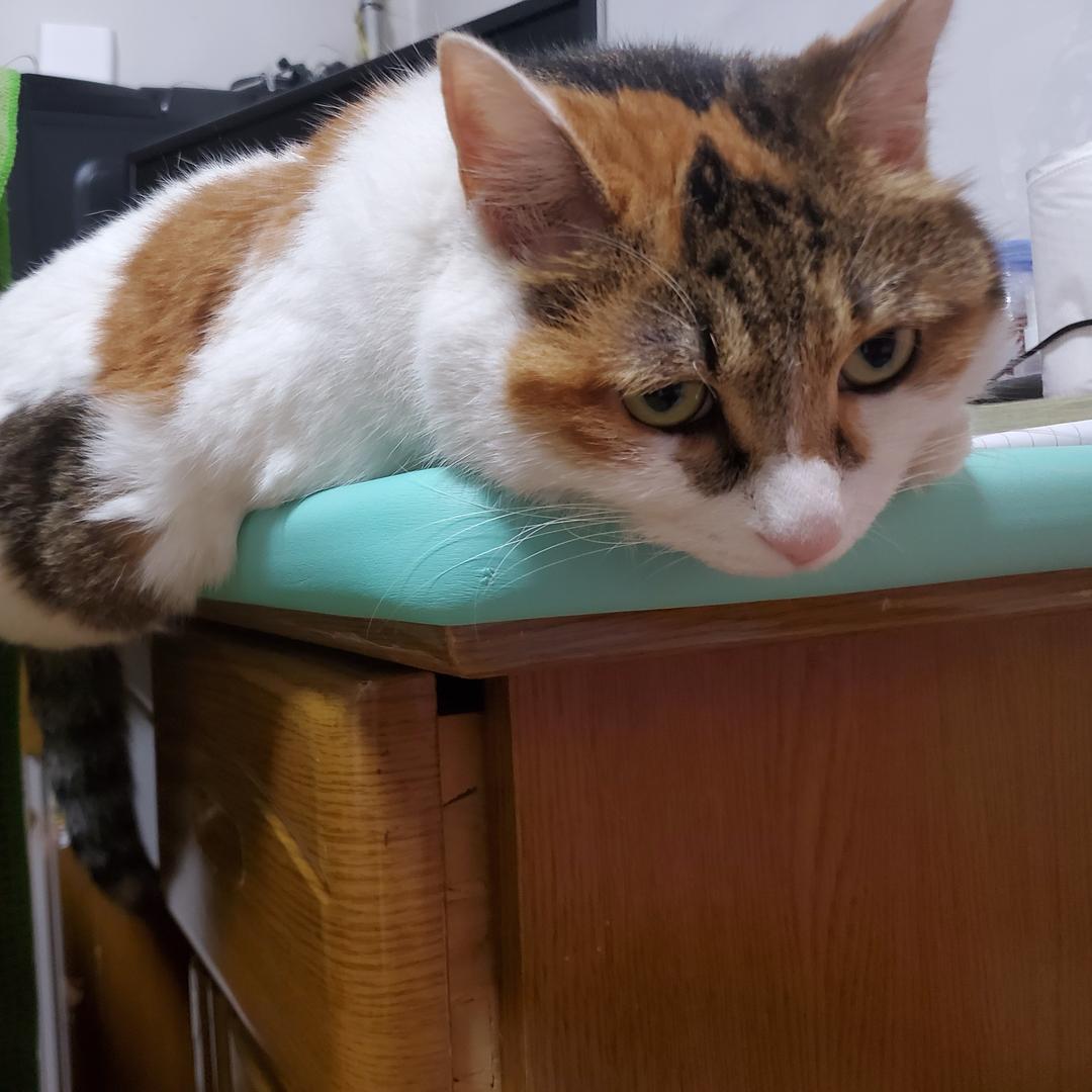 大懒猫