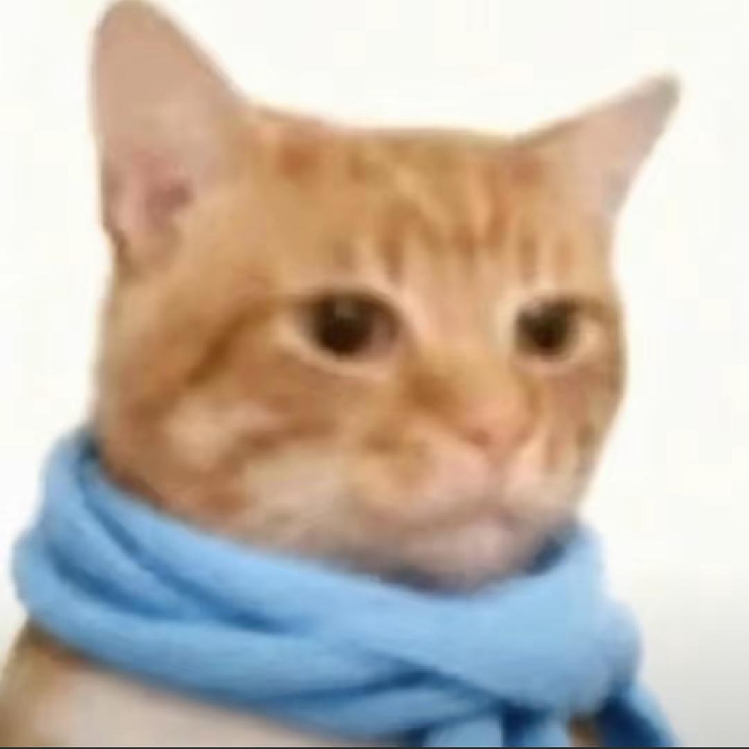 🐱