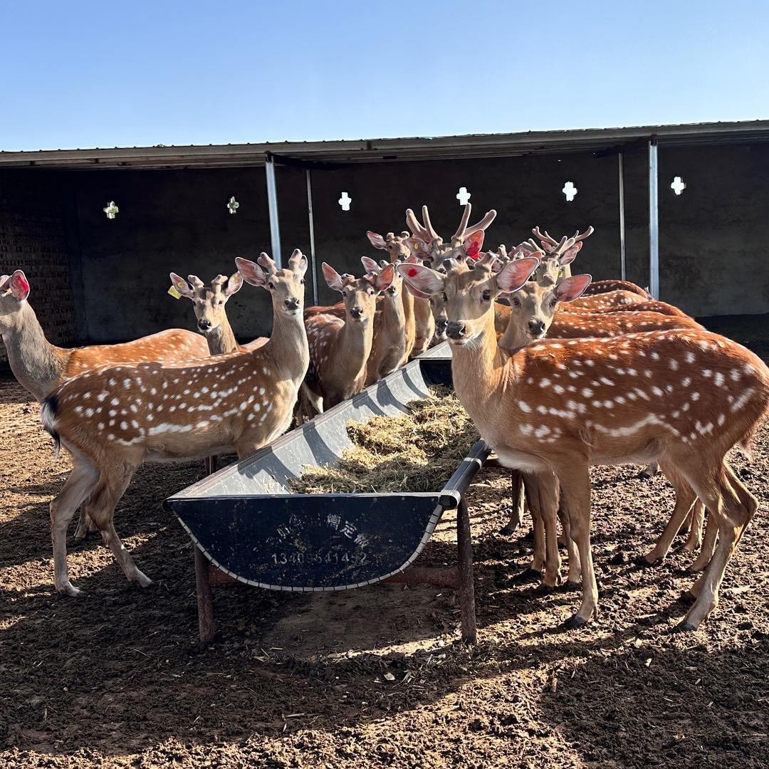 西吉县旺生苑鹿业有限公司