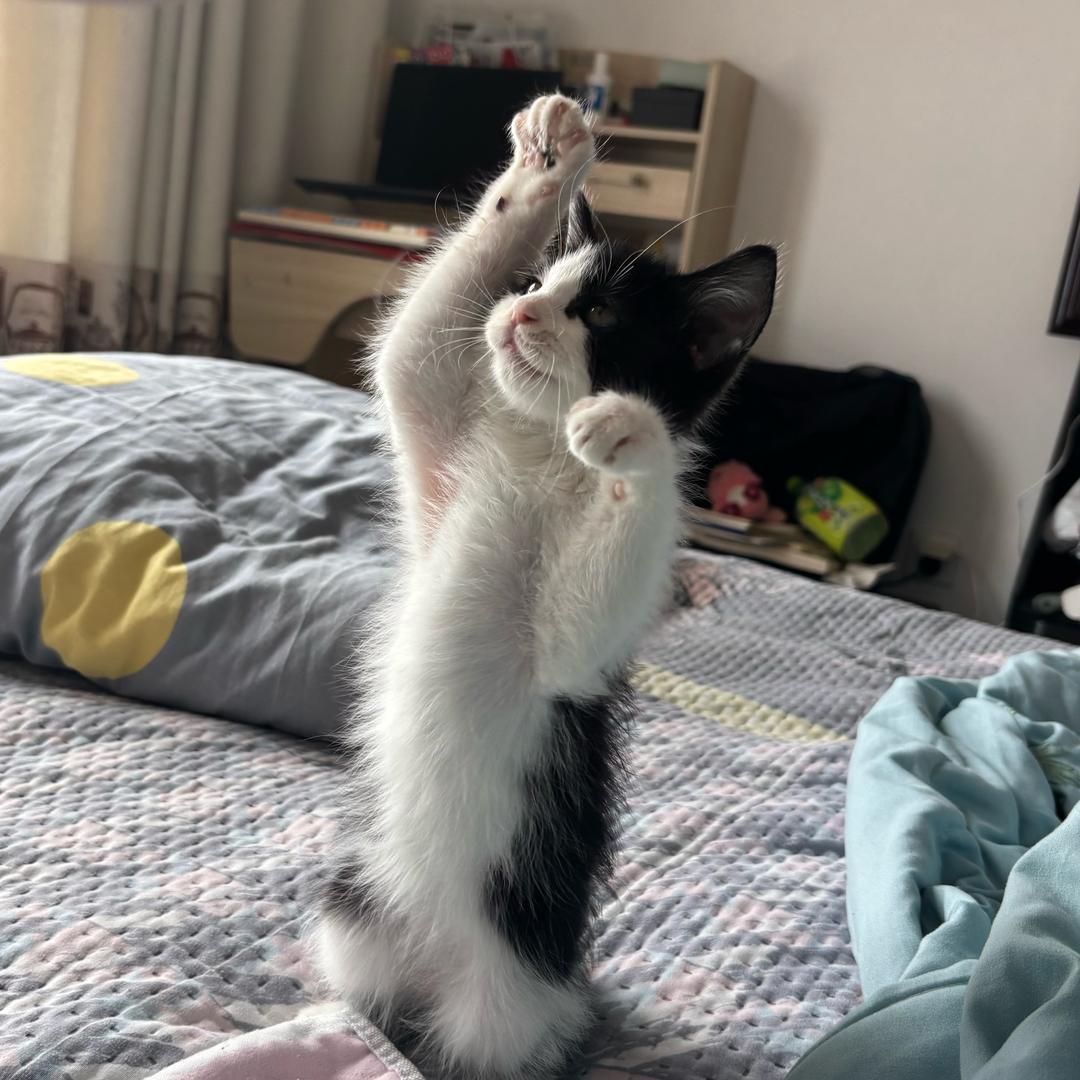 HeD