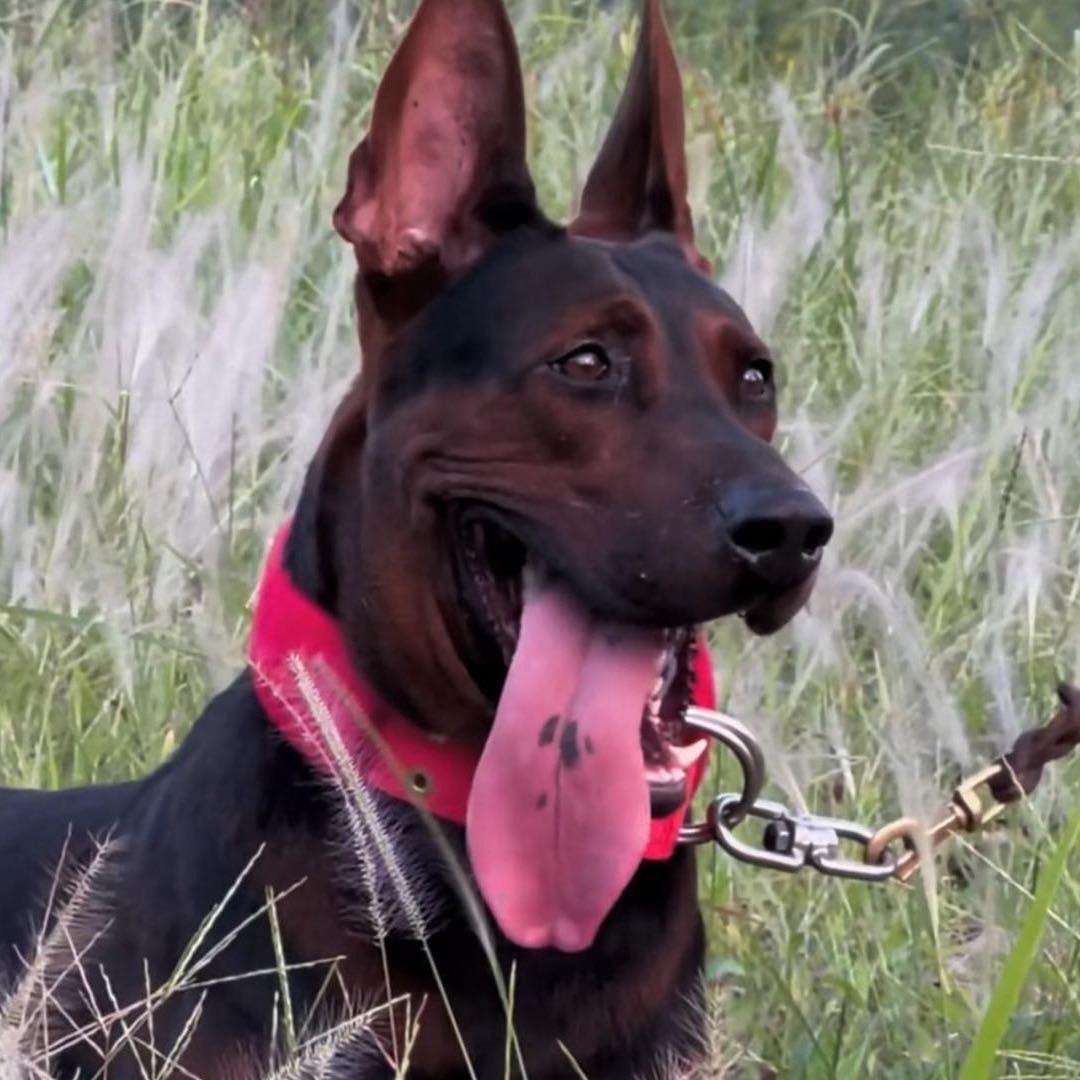 逍遥狼犬