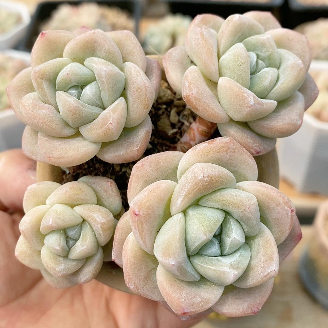 叮当宝贝