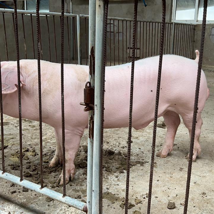 大师兄🐷