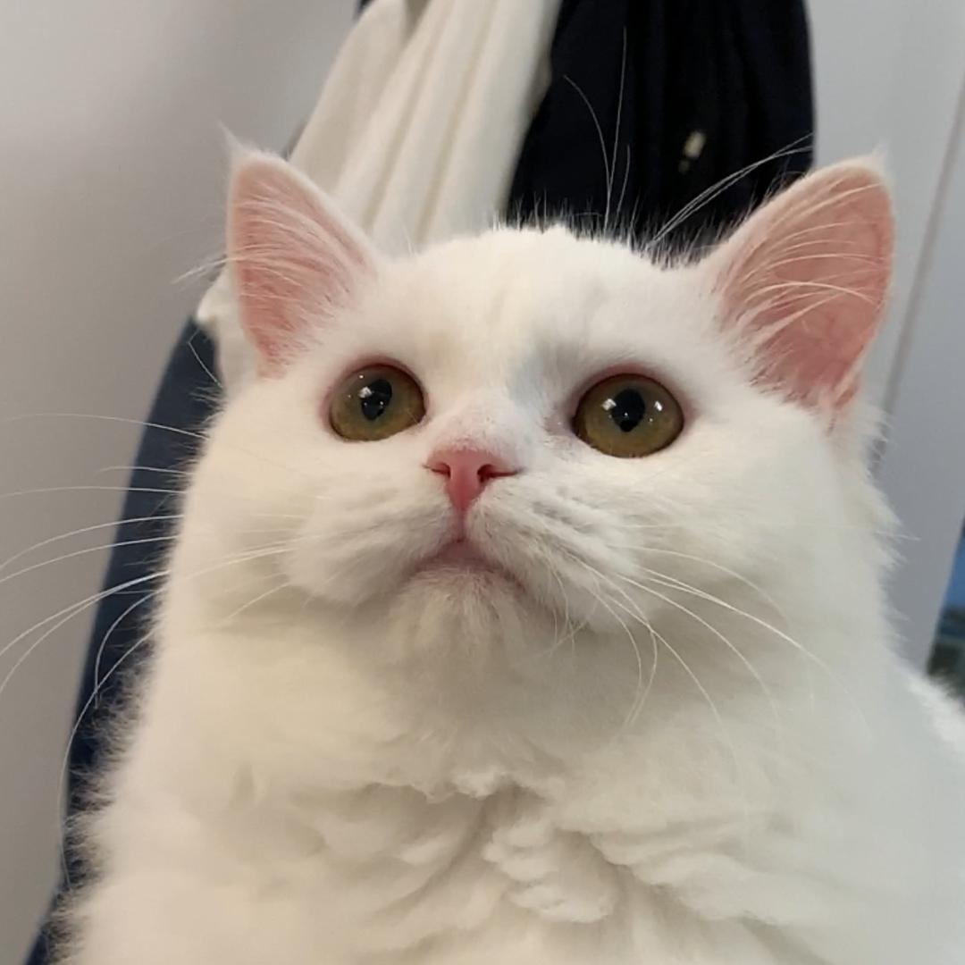 张靠谱的猫