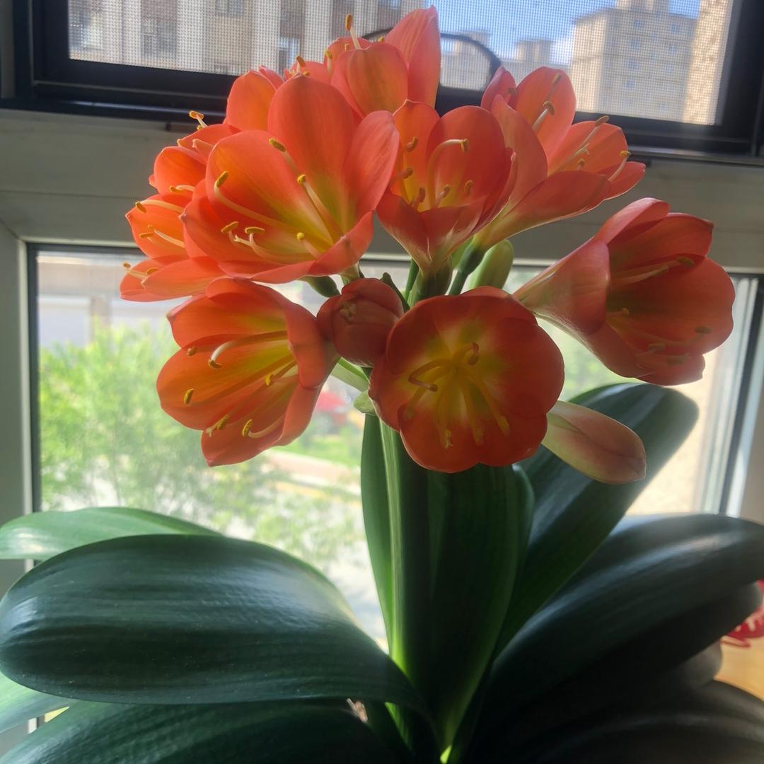 🌈小红帽