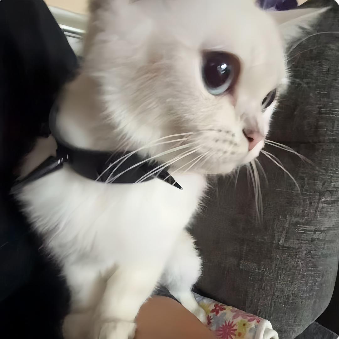 拿铁小猫
