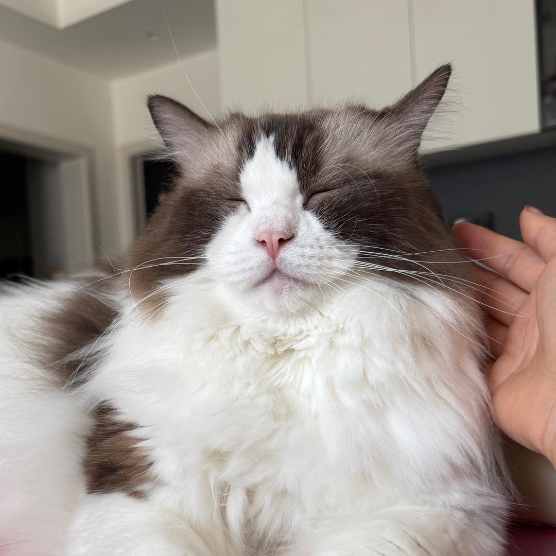 谁的小猫