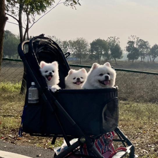 萌萌和她的三只小博猪